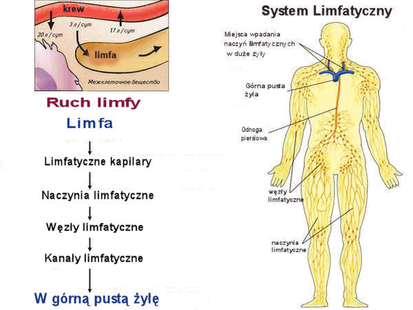 Hydra a układ limfatyczny.. 06-h1